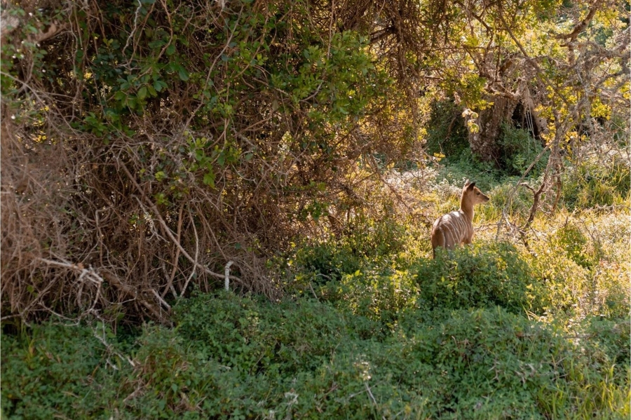 0 Bedroom Property for Sale in Royalston Residential Estate and Wildlife Reserve Eastern Cape